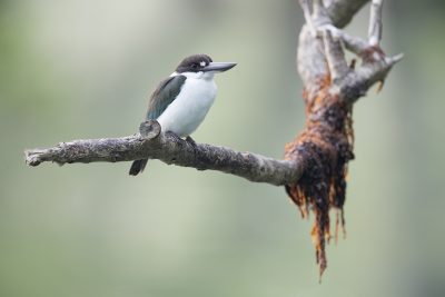 Collared (Torresian) Kingfisher (Todiramphus chloris sordidus) - East Point, Darwin
