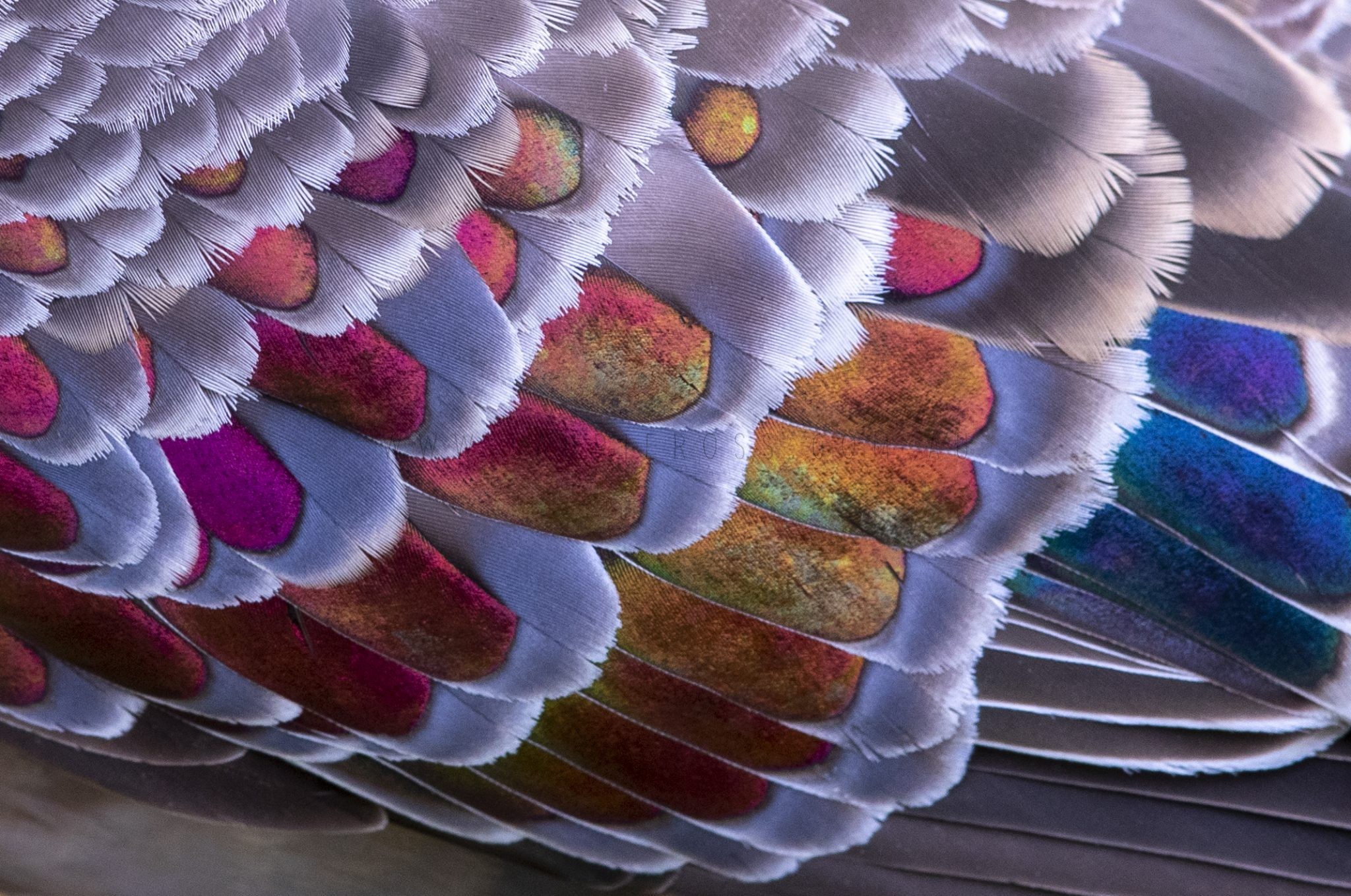 Common Bronzewing - Close Up