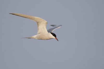 Common Tern - In Flight (Sterna hirundo)