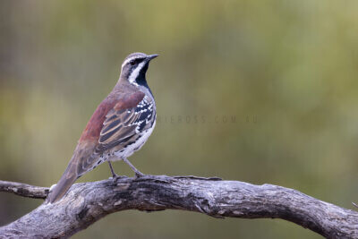 Copper-backed Quail-thrush - Male perched up