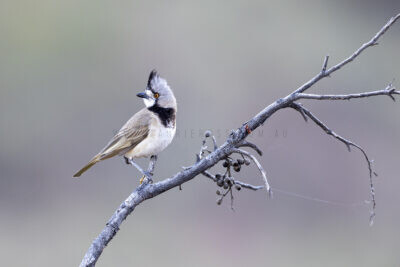 Crested Bellbird - Male