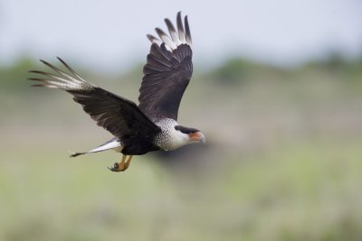 Crested Caracara - In Flight (Caracara cheriway)