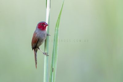 Crimson Finch - Female.1
