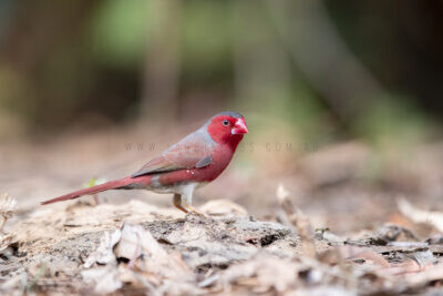 Crimson Finch (White-bellied) Male on ground1