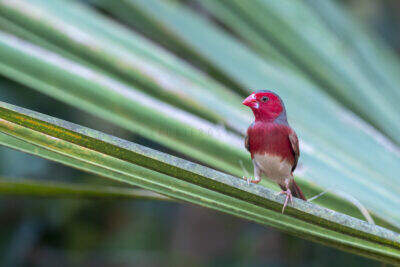 Crimson Finch (White-bellied) Male on Palm