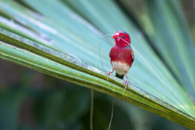 Crimson Finch (White-bellied) Male with Nesting Material