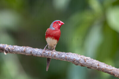 Crimson Finch (White-bellied) Male1