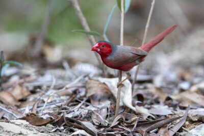 Crimson Finch (White-bellied) Male6