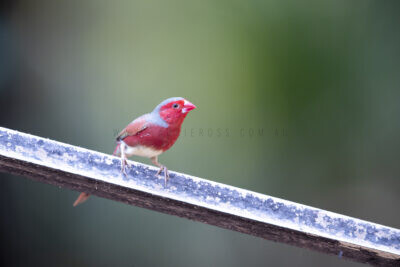Crimson Finch (White-bellied) Male7