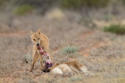 Dingo eating Kangaroo
