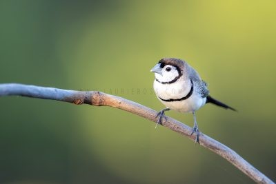 Double-barred Finch.
