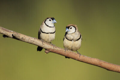 Double-barred Finch - Pair