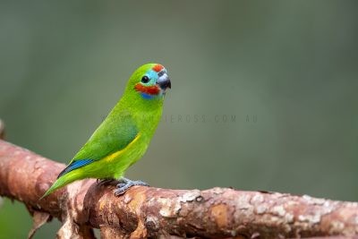 Double-eyed Fig-parrot - Male.
