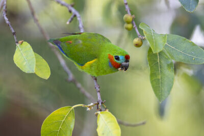 Double-eyed Fig-parrot - Male2