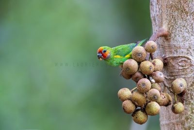 Double-eyed Fig-Parrot (Marshall's)