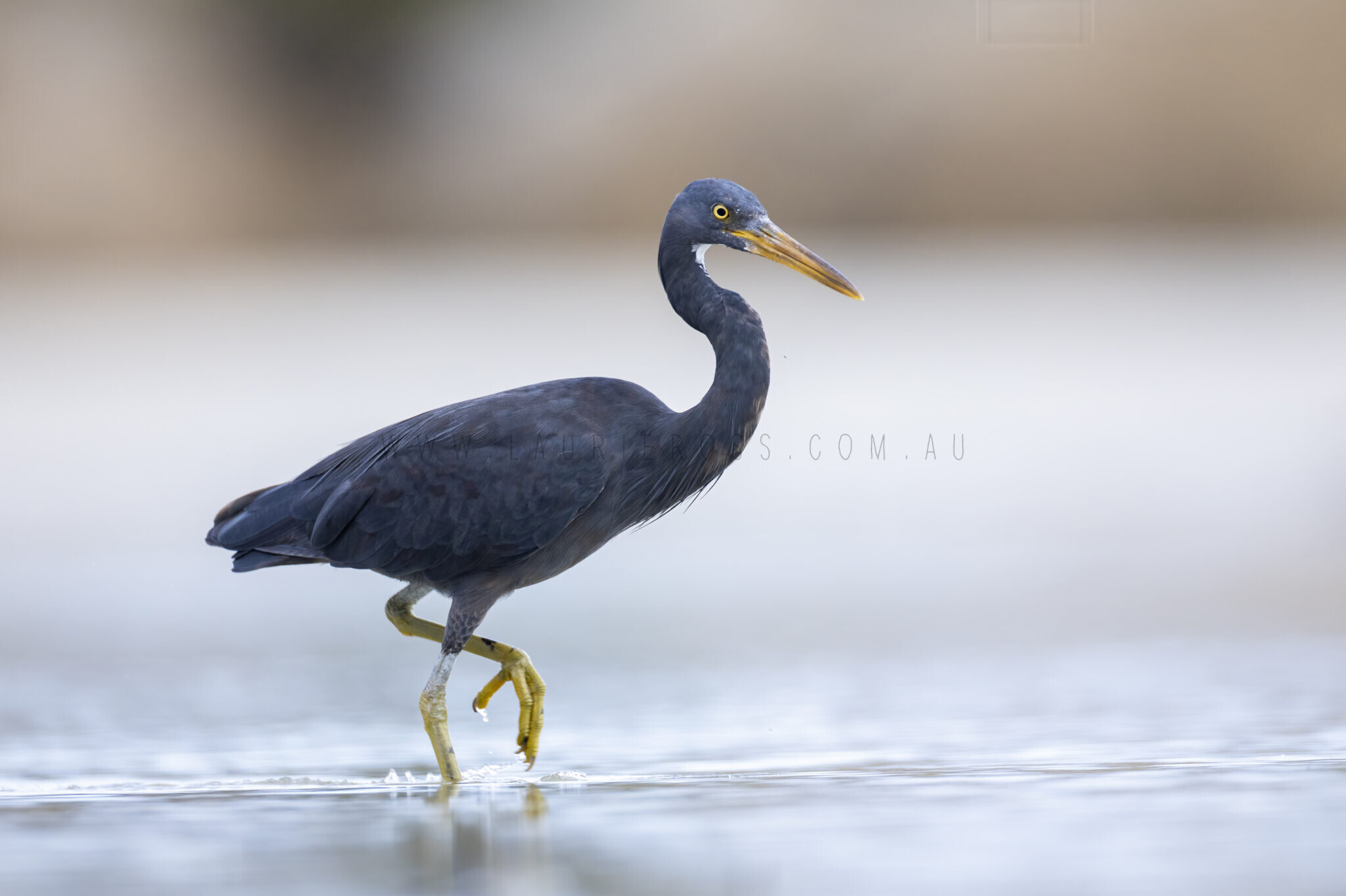 Eastern Reef Egret