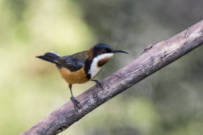 Eastern Spinebill - Tasmanian (Acanthorhynchus tenuirostris).