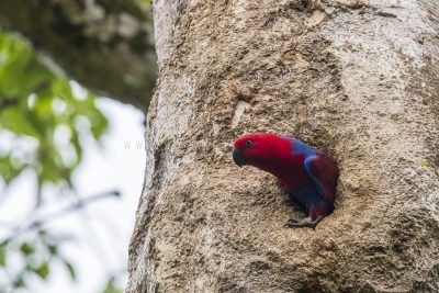 Eclectus Parrot - Female at nest hollow (Eclectus roratus macgillivrayi)