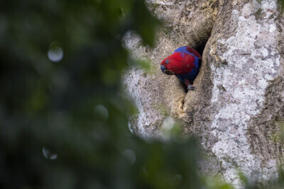 Eclectus Parrot - Female ay hollow