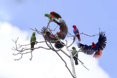 Eclectus Parrot - Group