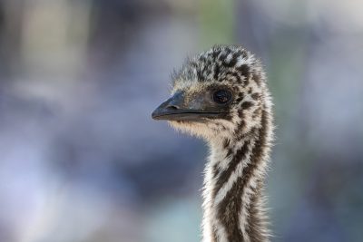 Emu - Juv Portrait (Dromaius novaehollandiae)