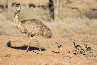 Emu - Male with Chicks (Dromaius novaehollandiae)