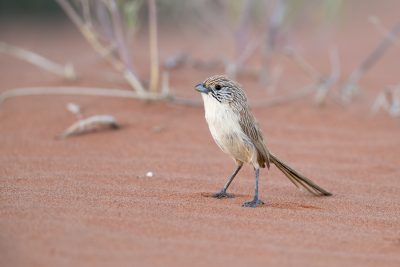 Eyrean Grasswren (Amytornis goyderi) - Simpson Desert, NT