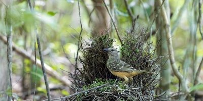 Fawn-breasted Bowerbird Panoramic (Ptilonorhynchus cerviniventris)