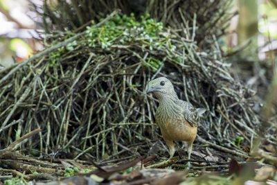 Fawn-breasted Bowerbird (Ptilonorhynchus cerviniventris)