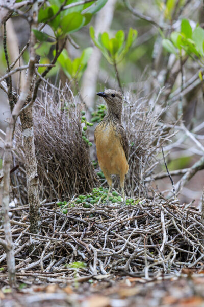 Fawn-breasted Bowerbird - Verticle 1