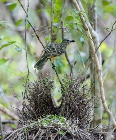 Fawn-breasted Bowerbird - Vertical (Ptilonorhynchus cerviniventris)