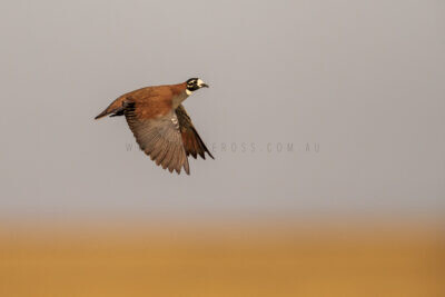 Flock Bronzewing - Male in flight.