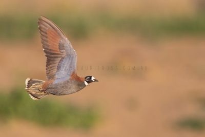 Flock Bronzewing - Male in flight.2