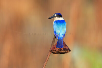 Forest Kingfisher1