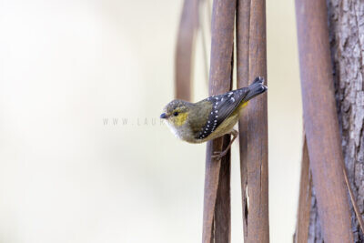Forty-spotted Pardalote - Bark