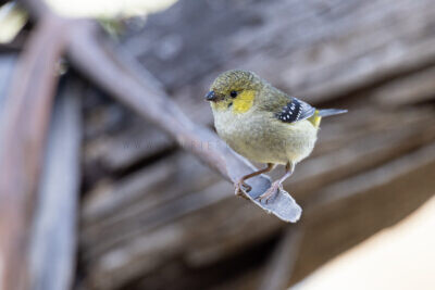 Forty-spotted Pardalote - Male2