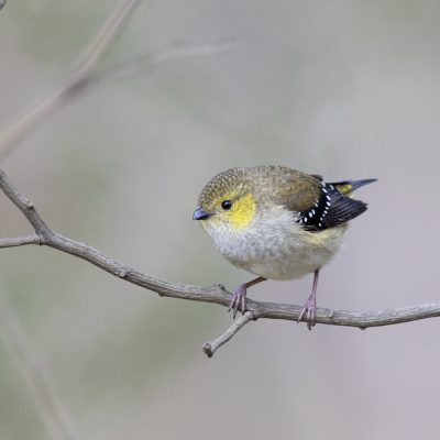 Pardalotes & Sittellas