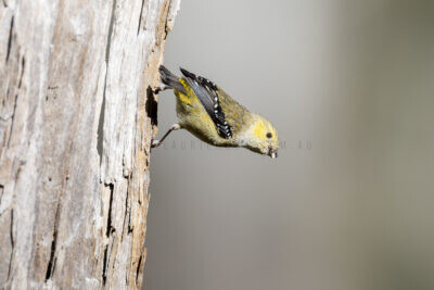 Forty-spotted Pardalote - With Food