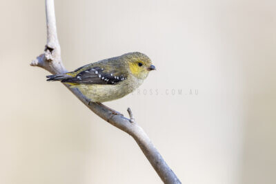 Forty-spotted Pardalote2