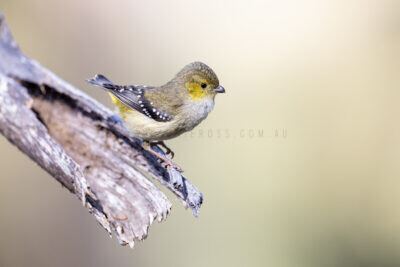Forty-spotted Pardalote4