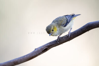 Forty-spotted Pardalote5
