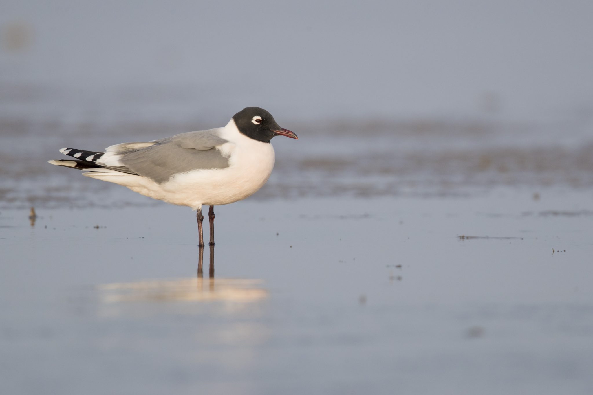 Franklin's Gull (Leucophaeus pipixcan)