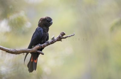 Glossy Black-cockatoo - Male (Calyptorhynchus lathami lathami).2