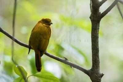 Golden Bowerbird - Male (Amblyornis newtoniana).1.jpg