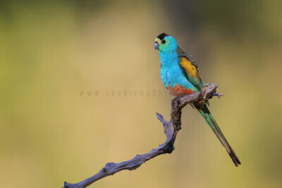 Golden-shouldered Parrot - Male fluff