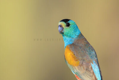 Golden-shouldered Parrot - Male Portrait