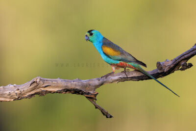 Golden-shouldered Parrot - Male1