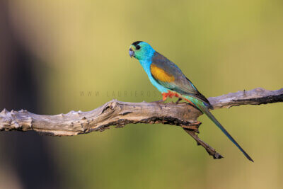 Golden-shouldered Parrot - Male2