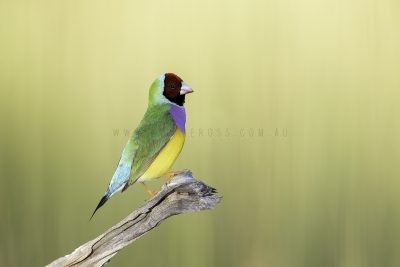 Gouldian Finch - Male Red-faced.