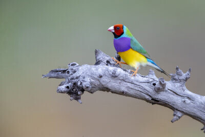 Gouldian Finch - Male Red-faced 5